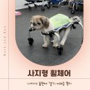 뚱이 | 19살 뚱이의 워크앤런 후기 | 워크앤런 | 강아지 휠체어