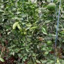 쿨팜스