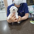 딜라잇독 이미지