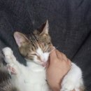 꼬맹이그루밍 이미지