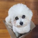 도도메디 이미지