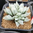 요정농장 이미지