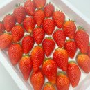 킹스베리 | 크고 달달한 논산딸기 추천 🍓 류권호농원 킹스베리 후기