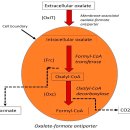 Re: 한약, 곡물, 야채의 anti-nutritional factors 박테리아 발효로 줄이기 2024 이미지
