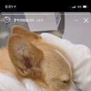 네일멜로