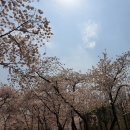 [어린이대공원:벚꽃]어린이대공원 벚꽃놀이 스쳐간 후기