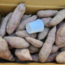 해남 속노랑 쌈배추~ 13포기 18,000원 이미지