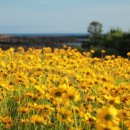 대정서초등학교 이미지