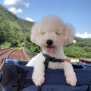 코코애견클럽 이미지