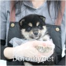 천안 강아지분양 도로시펫 이미지