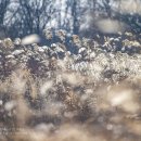 금와습지 생태공원 이미지