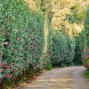 호근남로 이미지