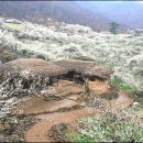 A spring 민박 Daum카페