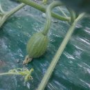 수정농장 이원 이미지