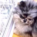 신비로 | [분양후기] 신비로운모색 블루멀포메 이안