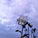 무궁화 - 노원구 노원로22길 77 | 무궁화