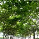 인천 대공원과 관모산 이미지