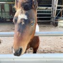 장선목장 이미지