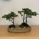 내 집의 분경 | [초아진] 성북천 구경하기 좋은 분재샵, 맥문동 구매후기