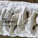 기계충機械蟲버섯 이미지