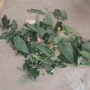 꽃님이 | 웬만한 꽃집보다 저렴하고 예쁜 &#39;꽃님이&#39; 꽃다발, 인터넷 주문 후기