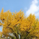 황금성당 | [전주여행][가을여행]🍂 가을의 황금빛 축복과 순교의 역사를 가진 &#34;전주 전동성당&#34;