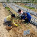 영종농장 이미지