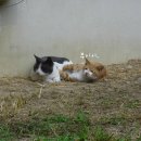 고양이정원 이미지