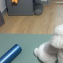 헬스템건강만석공원센터 | 멜킨 미니 EPP폼롤러 요가매트 세트 국소부위 마사지에 최적화된 콤팩트 홈트템 솔직후기