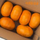 맛있는감귤 | 겨울 필수간식 맛있는 귤 추천! 고당도 서귀포 감귤 제주도 레드향 후기