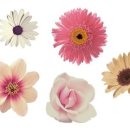 감자꽃스테이 이미지