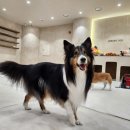 리본반려견 유치원 이미지