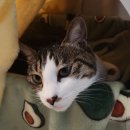 날으는고양이 | 퍼덕이는 새와 조용한 고양이 / 고양이 장난감 날으는 앵무새 후기