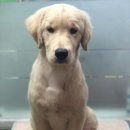 도그하우스 애견샵 이미지