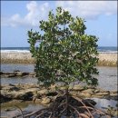 맹그로브(Mangrove) 즉 홍수(紅樹)가 주는 역사의미