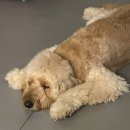 철마모터스 이미지