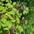 용광농장 이미지