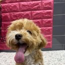 로아동물병원 이미지