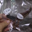 출출한강아지 네이버블로그