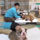 두치 이미지