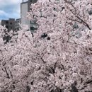 순남시래기 강남역점