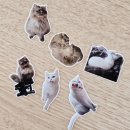 펫다이어리 | 반려동물 스티커로 만든 우리집 펫모티콘