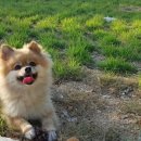 댕댕월드 이미지