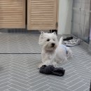 엘슈슈 이미지