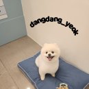 두리애견 이미지