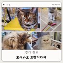 구래동 아이와 가볼만한곳 김포고양이카페 모여봐요고양이카페
