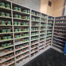 공굴러 가유 이미지