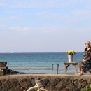 모루티 | 제주 / 세화 / 모루티 / 행복한시저네