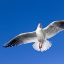 비둘기공인중개사사무소 이미지