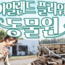 아일랜드플라워
